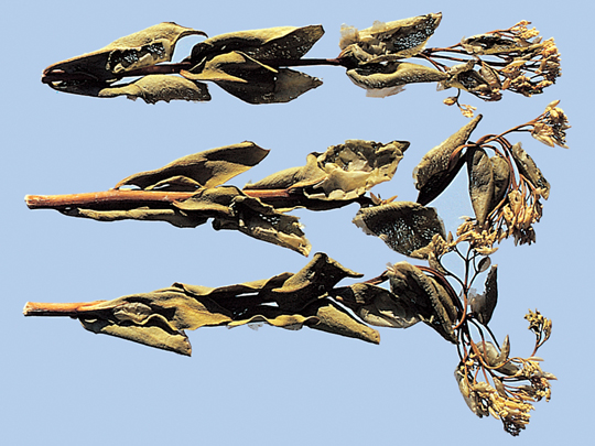 경천 대표 이미지