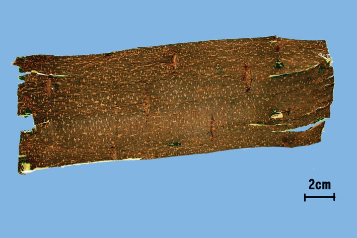 고련피 대표 이미지