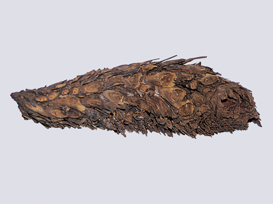 관중 대표 이미지