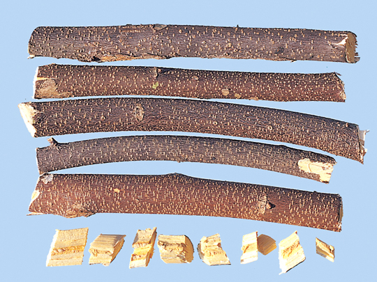 고목 대표 이미지