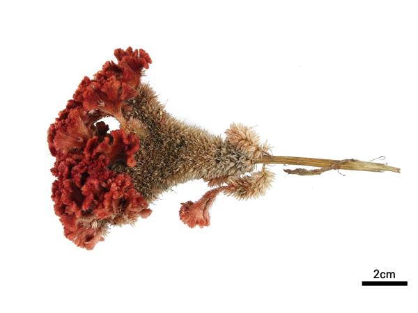 계관화 대표 이미지