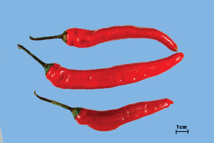 고추 대표 이미지